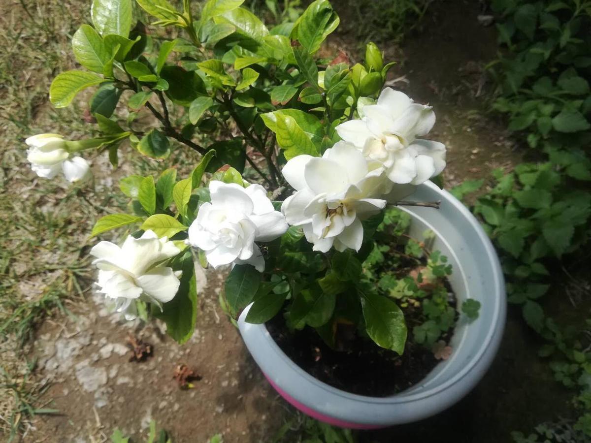 Apartmán Rose Garden Kalamata Exteriér fotografie